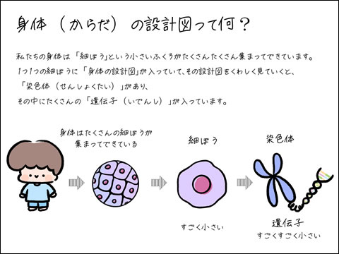 身体（からだ）の設計図って何？